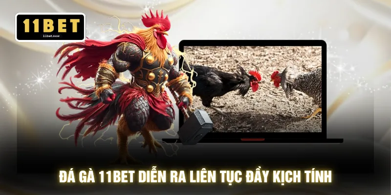 Đá gà 11BET diễn ra liên tục đầy kịch tính