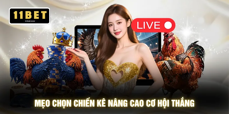 Mẹo chọn chiến kê nâng cao cơ hội thắng