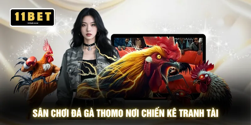 Sân chơi đá gà Thomo nơi chiến kê tranh tài