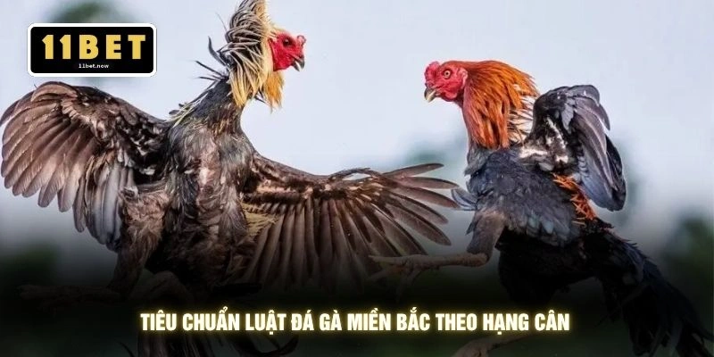 Luật Đá Gà Miền Bắc - Bí Quyết Thắng Khủng Tại 11BET 2 Tiêu chuẩn luật đá gà miền Bắc theo hạng cân